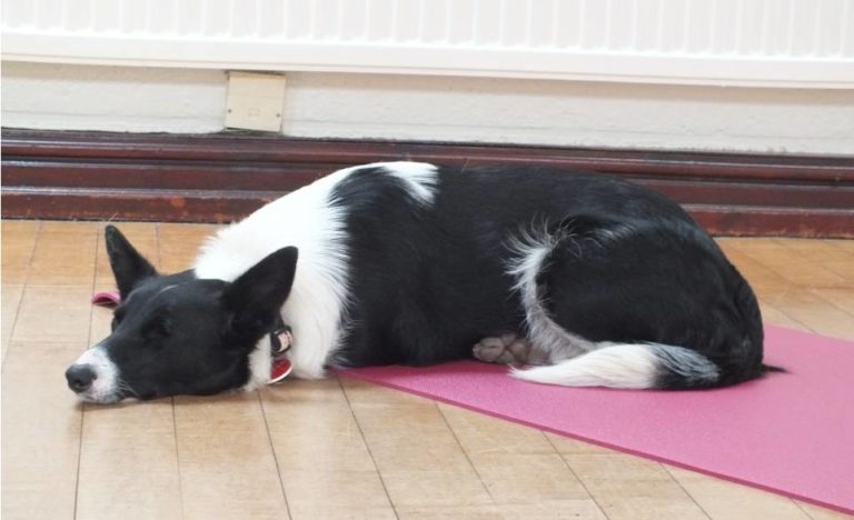 Dog sleeping in a community hall for hire